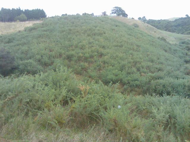 Puke Gorse 1.jpg
